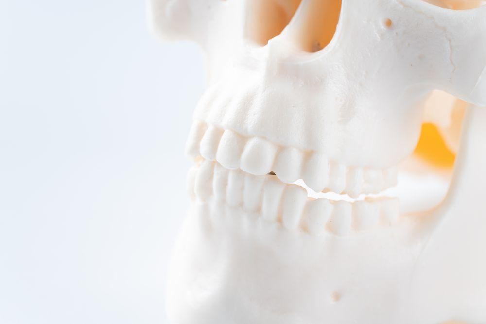 頭蓋骨の歯