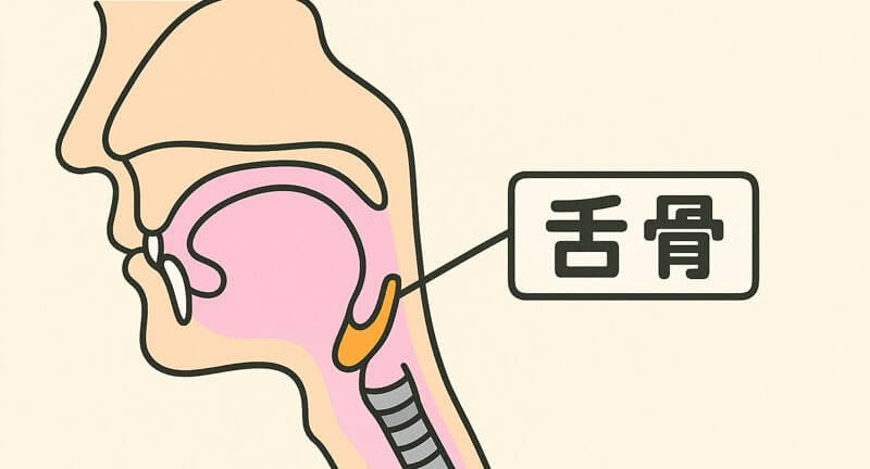舌骨(ぜっこつ)ってなに?顎の奥にある「見えない支え」
